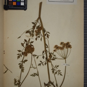 Photographie n°1247527 du taxon Oenanthe crocata L. [1753]