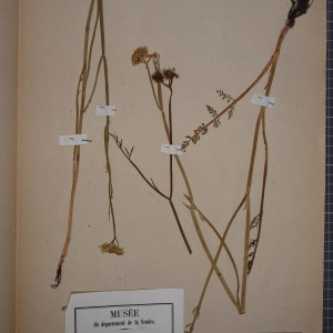 Photographie n°1247528 du taxon Oenanthe fistulosa sensu L. [1754]