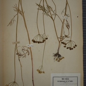 Photographie n°1247532 du taxon Oenanthe peucedanifolia Pollich [1776]