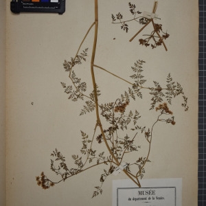Photographie n°1247535 du taxon Oenanthe phellandrium Lam. [1779]