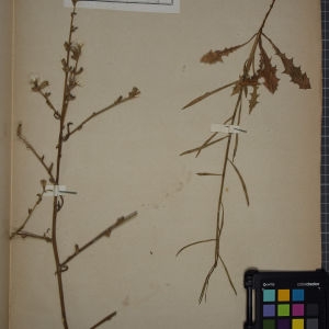 Photographie n°1247689 du taxon Chondrilla juncea L. [1753]