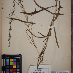 Photographie n°1247712 du taxon Lactuca saligna L. [1753]