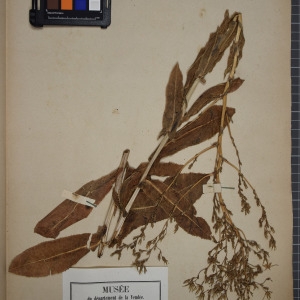 Photographie n°1247714 du taxon Lactuca scariola L. [1756]
