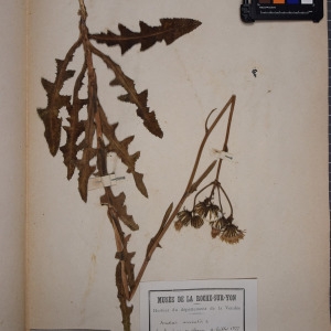Photographie n°1247718 du taxon Sonchus arvensis L. [1753]