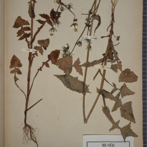 Photographie n°1247730 du taxon Sonchus oleraceus L. [1753]