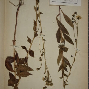 Photographie n°1247748 du taxon Hieracium boreale sensu H.J.Coste [1903]