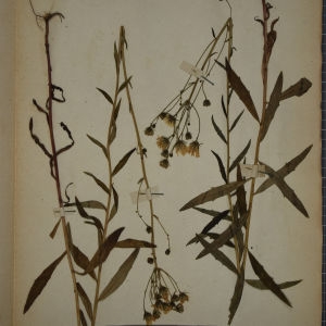 Photographie n°1247757 du taxon Hieracium umbellatum L. [1753]