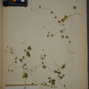 Photographie n°1247782 du taxon Wahlenbergia hederacea (L.) Rchb. [1827]