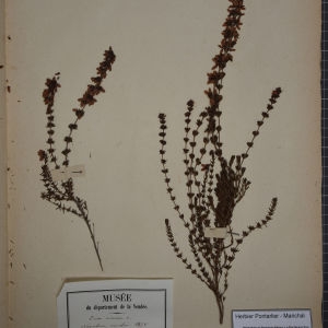 Photographie n°1247788 du taxon Erica cinerea L. [1753]