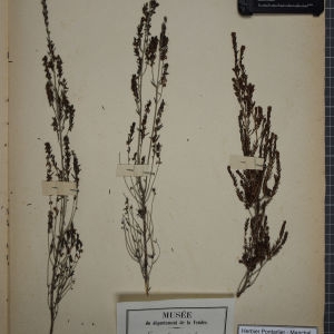 Photographie n°1247789 du taxon Erica scoparia L. [1753]