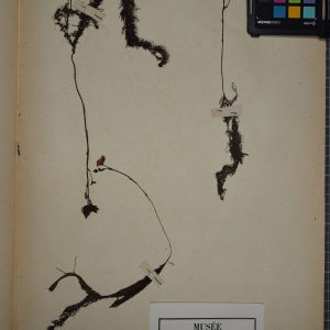 Photographie n°1247809 du taxon Utricularia vulgaris L. [1753]