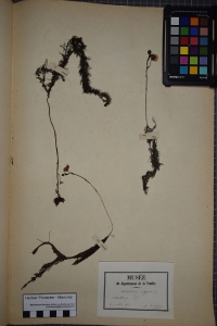 Herbier  PONTARLIER-MARICHAL, le 21 juillet 1853 (Challans)