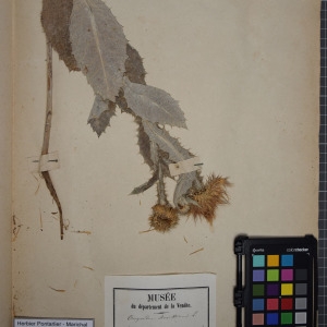 Photographie n°1247862 du taxon Onopordum acanthium L. [1753]