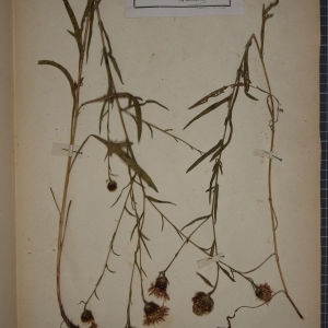 Photographie n°1247882 du taxon Centaurea serotina Boreau [1857]