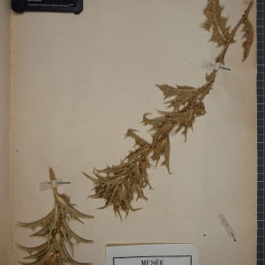 Photographie n°1247896 du taxon Scolymus hispanicus L. [1753]