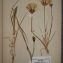  Herbier  PONTARLIER-MARICHAL - Tragopogon porrifolius L. [1753]