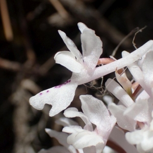 Orchis mascula subsp. olbiensis (Reut. ex Gren.) Asch. & Graebn. (Orchis d'Hyères)