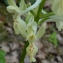  Ans Gorter - Orchis provincialis Balb. ex DC. [1806]