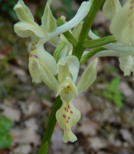 Ans Gorter, le 18 avril 2017 (11500 Belvianes-et-Cavirac, France (Belvianes))