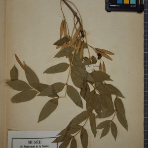 Photographie n°1248246 du taxon Fraxinus excelsior L. [1753]