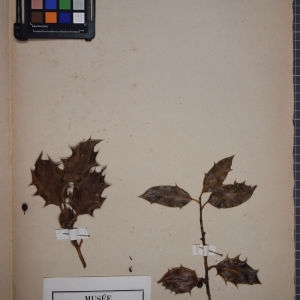 Photographie n°1248252 du taxon Ilex aquifolium L. [1753]