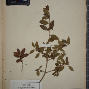 Photographie n°1248256 du taxon Phillyrea media L. [1759]