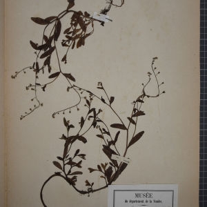 Photographie n°1248260 du taxon Myosotis cespitosa Schultz [1819]