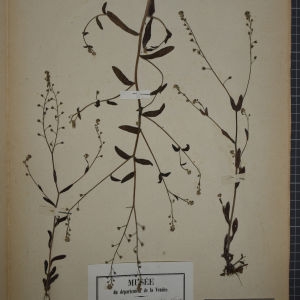 Photographie n°1248262 du taxon Myosotis intermedia Link [1821]