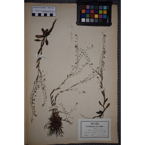 Myosotis secunda A.Murray (Myosotis unilatéral)