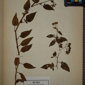 Photographie n°1248305 du taxon Solanum dulcamara L. [1753]