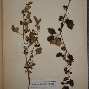 Photographie n°1248309 du taxon Solanum nigrum var. ochroleucum (Bastard) P.Fourn. [1937]