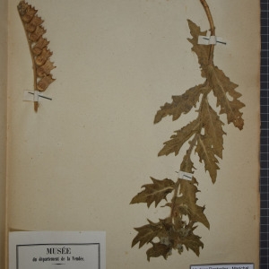 Photographie n°1248315 du taxon Hyoscyamus niger L. [1753]