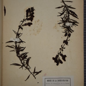 Photographie n°1248332 du taxon Antirrhinum majus L. [1753]
