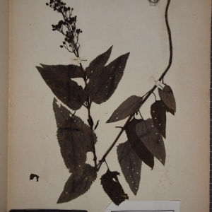 Photographie n°1248339 du taxon Scrophularia nodosa L. [1753]