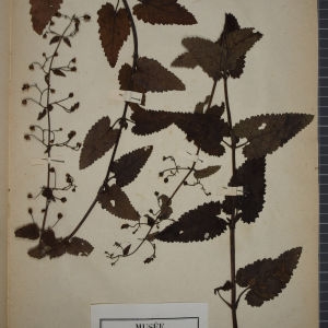 Photographie n°1248342 du taxon Scrophularia scorodonia L. [1753]