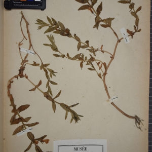 Photographie n°1248345 du taxon Gratiola officinalis L. [1753]