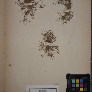 Photographie n°1248346 du taxon Limosella aquatica L. [1753]
