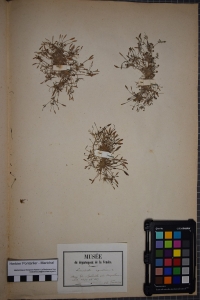 Herbier  PONTARLIER-MARICHAL, le  1 août 1851 (La Roche-sur-Yon (Etang de Badiole))