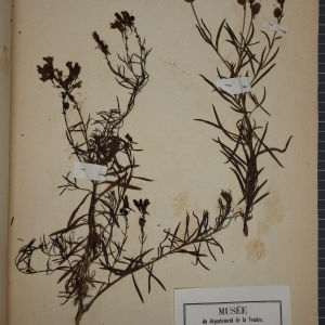 Photographie n°1248363 du taxon Linaria vulgaris Mill. [1768]