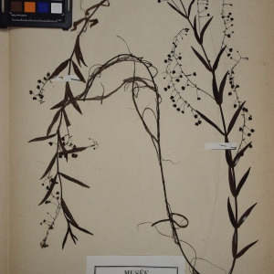 Photographie n°1248385 du taxon Veronica scutellata L. [1753]
