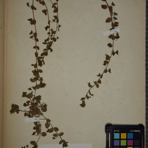 Photographie n°1248395 du taxon Veronica agrestis L. [1753]