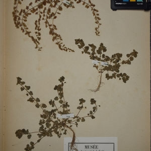 Photographie n°1248400 du taxon Veronica polita Fr. [1819]