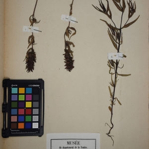 Photographie n°1248403 du taxon Melampyrum arvense L. [1753]