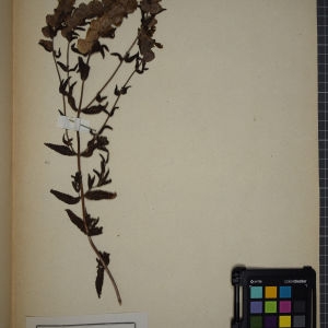Photographie n°1248409 du taxon Rhinanthus hirsutus Lam. [1779]