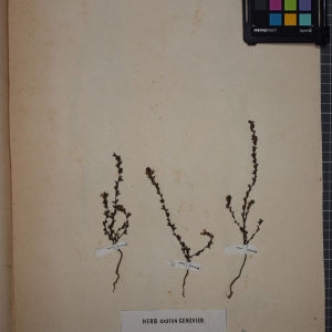 Photographie n°1248418 du taxon Euphrasia rigidula Jord. [1852]