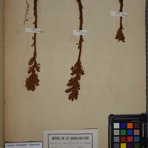 Photographie n°1248441 du taxon Orobanche teucrii Holandre [1829]