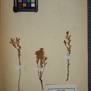 Photographie n°1248451 du taxon Orobanche ramosa L. [1753]