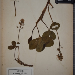 Photographie n°1248461 du taxon Menyanthes trifoliata L. [1753]