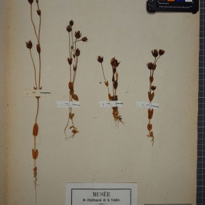 Photographie n°1248464 du taxon Chlora imperfoliata L.f. [1782]