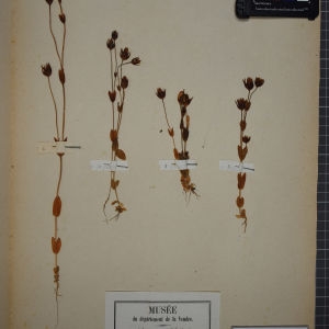Photographie n°1248467 du taxon Chlora imperfoliata L.f. [1782]